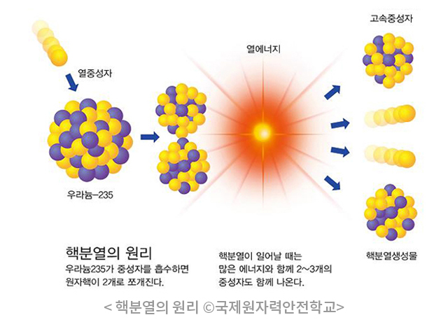 열중성자 우라늄-235 열에너지 고속중성자 핵분열생성물 핵분열의 원리 우라늄235가 중성자를 흡수하면 원자핵이 2개로 쪼개진다. 핵분열이 일어날 때는 많은 에너지와 함께 2~3개의 중성자도 함께 나온다. 핵분열의 원리 ©국제원자력안전학교